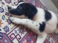 Safkan Border Collie Yavru