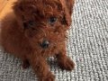 KORE BEBEK YÜZLÜ TOY POODLE 2 AYLIK