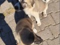 Babası kurt boğmuştur, dişi 2 aylık 