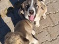 Babası kurt boğmuştur, dişi 2 aylık 