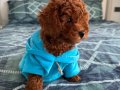 3 aylık erkek Toy Poodle oğlumu sahiplendiriyorum