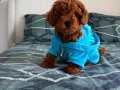 3 aylık erkek Toy Poodle oğlumu sahiplendiriyorum