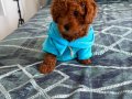 3 aylık erkek Toy Poodle oğlumu sahiplendiriyorum