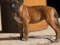 ANNE BABA SCR Lİ 3 AYLIK CANE CORSA