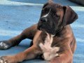ANNE BABA SCR Lİ 3 AYLIK CANE CORSA