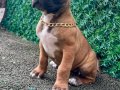 ANNE BABA SCR Lİ 3 AYLIK CANE CORSA