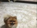 pomerian erkek 
