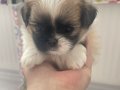 shiranian melez köpekler 2 kız 1 erkek