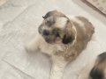 shiranian melez köpekler 2 kız 1 erkek