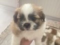 shiranian melez köpekler 2 kız 1 erkek