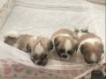 shiranian melez köpekler 2 kız 1 erkek