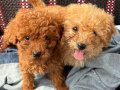 Toy poodle dişi iç dış parazit yapıldı 