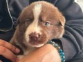 Son Border Collie Dişi Kahverengi Yavrusuna Acil Yuva 