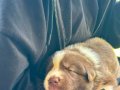 Son Border Collie Dişi Kahverengi Yavrusuna Acil Yuva 