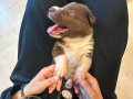 Son Border Collie Dişi Kahverengi Yavrusuna Acil Yuva 