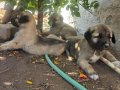 Soyu sopu belli çok güzel kangal yavruları 
