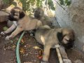 Soyu sopu belli çok güzel kangal yavruları 