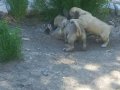 Soyu sopu belli çok güzel kangal yavruları 
