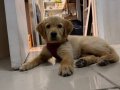 YAVRU DÜNYALAR TASLISI GOLDEN