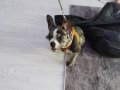 Pet eğitimi var 1ay eğitim aldı 4 aylık Hera 