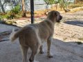 2 Aylık yavru kangal 