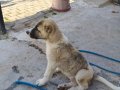 2 Aylık yavru kangal 