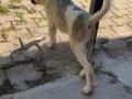 2 Aylık yavru kangal 