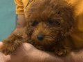 Poodle 