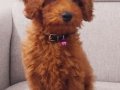 Poodle 