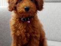 Poodle 
