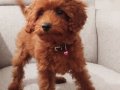 Poodle 