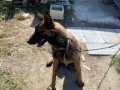 9 aylık dişi kızım arya ya yuva arıyoruz