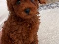 Yavru 3 Aylık Top Poodle