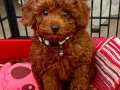 Yavru 3 Aylık Top Poodle