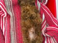 Yavru 3 Aylık Top Poodle