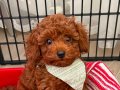 Yavru 3 Aylık Top Poodle