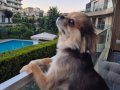 3 yasında Chihuahua