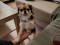 3 yasında Chihuahua