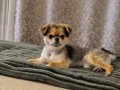 3 yasında Chihuahua