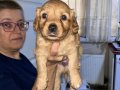 6 maltipoo köpeğimizi sahiplendiriyoruz