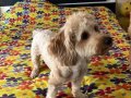 6 maltipoo köpeğimizi sahiplendiriyoruz