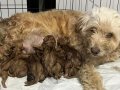 6 maltipoo köpeğimizi sahiplendiriyoruz