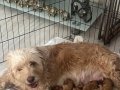 6 maltipoo köpeğimizi sahiplendiriyoruz