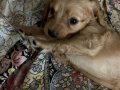 6 maltipoo köpeğimizi sahiplendiriyoruz