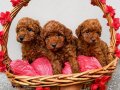 Poodle Bebekler
