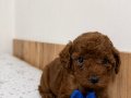 Poodle Bebekler