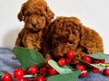 Poodle Bebekler