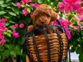 Poodle Bebekler