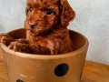 Poodle Bebekler