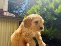 2 AYLIK MALTİPOO